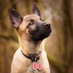 Szublimacios Szines Kutyabileta 2 Fényképes Ajándéktárgyak – Fényképes Bögre | Alkossegyedit.hu Szublimacios Szines Kutyabileta 2