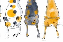 Cats Dw