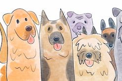 Dogs