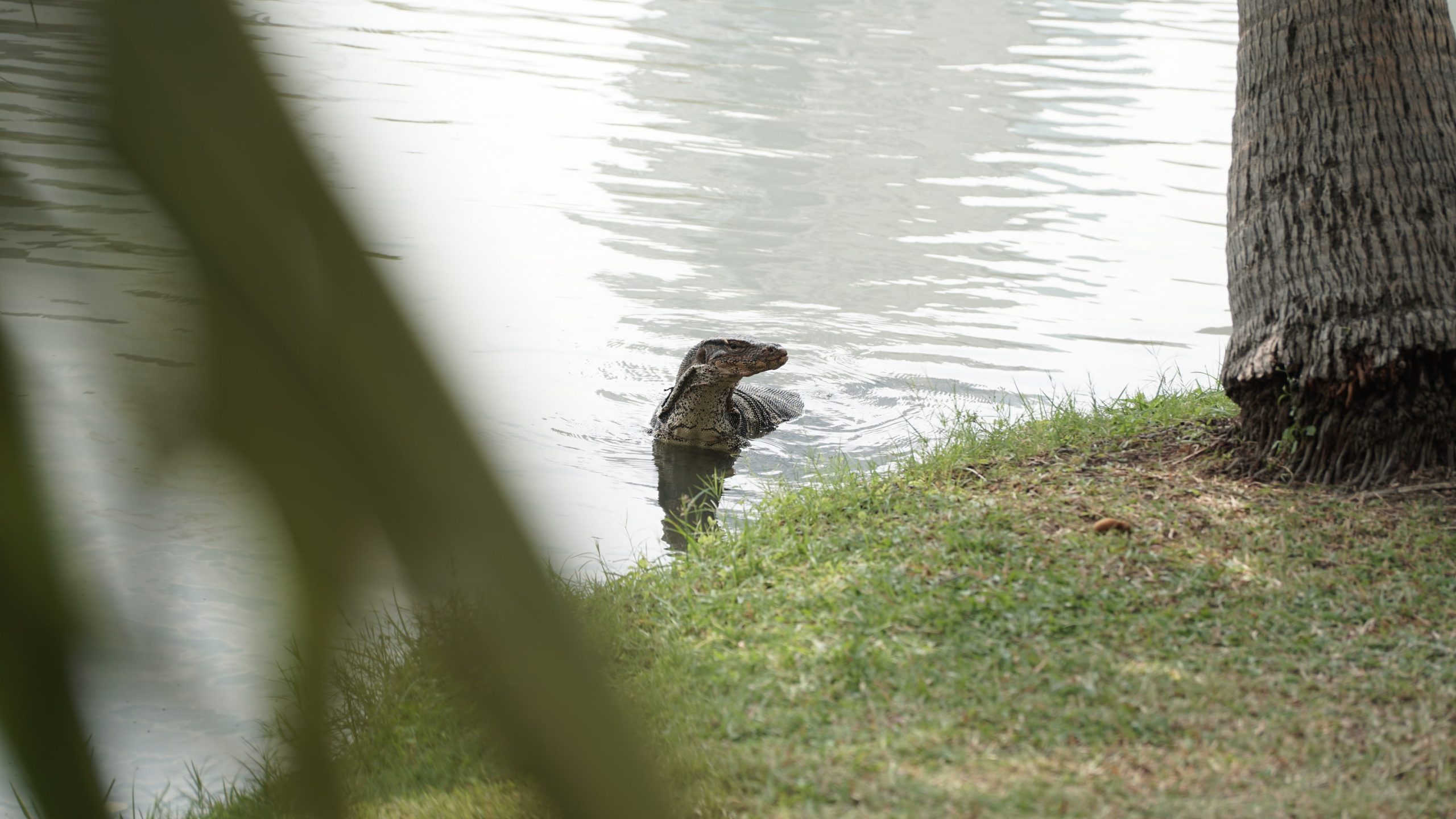 Tóth istván fotográfiái Varánusz